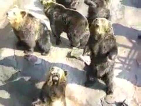 Bears Begging for Food